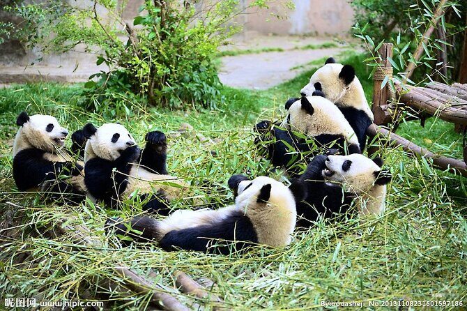 One Day Giant Panda Leisure Private Tour in Chengdu - A Detailed Look at the Tour Experience