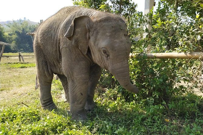 One Day Hiking and Elephant experience by Chiang Mai Elephant Home - Who Would Love This Tour?
