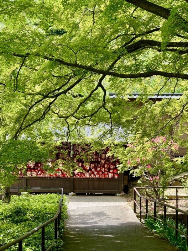 One-Day Influencer Spot Tour: Katsuoji Temple Daruma, Arashiyama Togetsukyo Bamboo Forest & Kiyomizu-dera Ancient Capital Stroll (Departing from Osaka) - Arashiyama: bamboo, bridge, and a quick look around