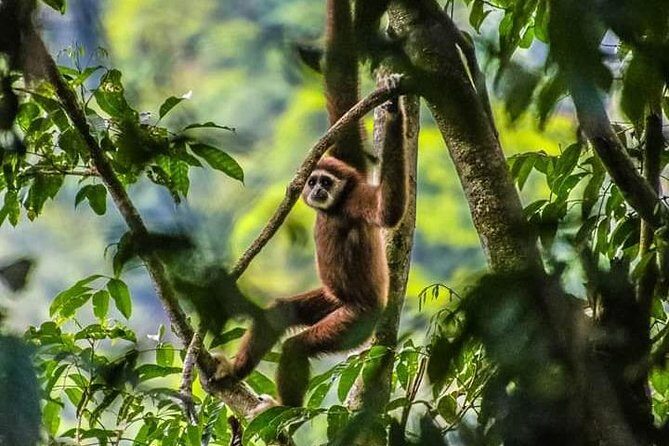 ONE DAY JUNGLE TREKKING 6-7 hours (see orang utan) + RAFTING in BUKIT LAWANG - Experience the Heart of Sumatra’s Wildlife with a One-Day Jungle Trek and River Adventure