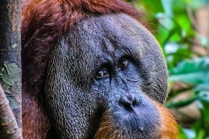 ONE DAY JUNGLE TREKKING 6-7 hours (see orang utan) + RAFTING in BUKIT LAWANG - Why This Tour Offers Good Value