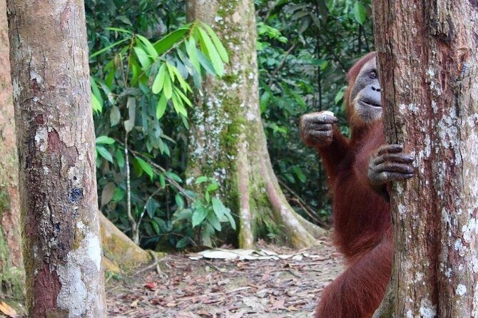 ONE DAY JUNGLE TREKKING 6-7 hours (see orang utan) + RAFTING in BUKIT LAWANG - Frequently Asked Questions