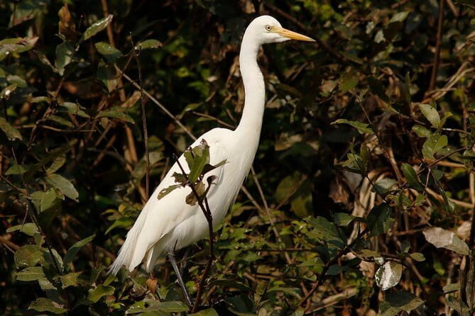 One Day Private Guide Tour to Prek Toal Biosphere - All Inclusive - Discover the Wildlife of Prek Toal: An Authentic Cambodian Experience