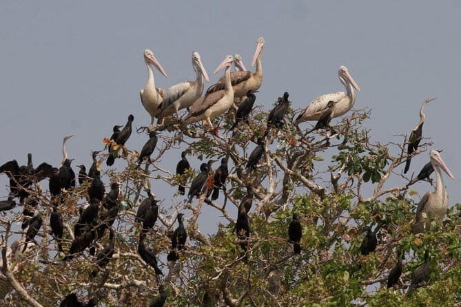 One Day Private Guide Tour to Prek Toal Biosphere - All Inclusive - Exploring the Journey: An In-Depth Look at the Tour