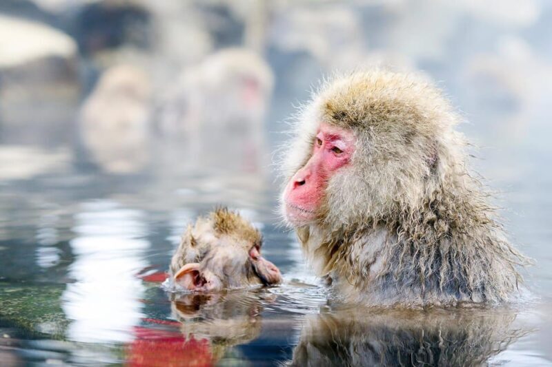 One Day Private Sightseeing tour to Snow Monkey Zenkoji Temp - Practical Information and Tips