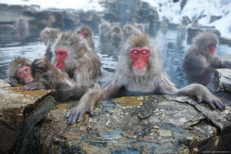 One Day Private Sightseeing tour to Snow Monkey Zenkoji Temp - FAQ