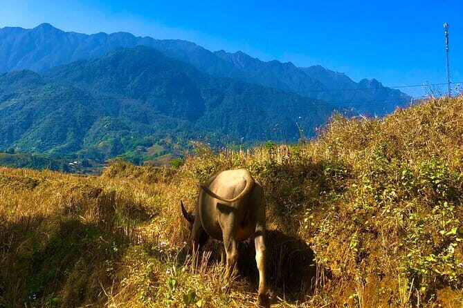 One Day Sapa Trekking - Authenticity and Cultural Insights