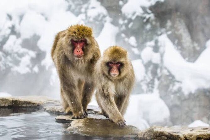 One Day Snow Monkeys Zenko ji Temple and Sake in Nagano - Key Points