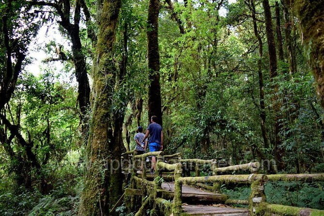 One day tour Doi Inthanon National Park and Trekking on Kew Mae Pan Trail - Exploring Doi Inthanon National Park: A Closer Look