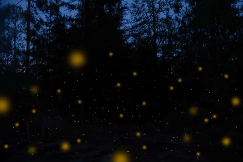 One day tour from Mexico City to Firefly Sanctuary - The Main Event: Firefly Viewing in Tlaxcala