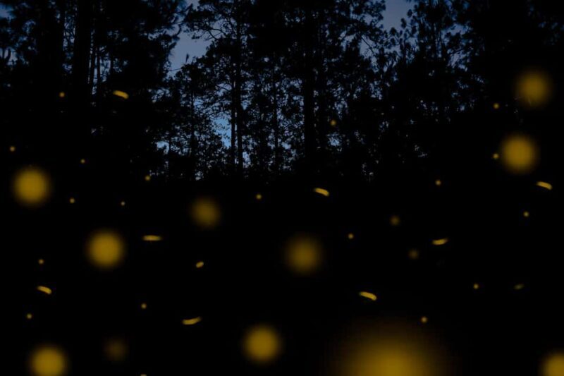 One day tour from Mexico City to Firefly Sanctuary - Returning to Mexico City