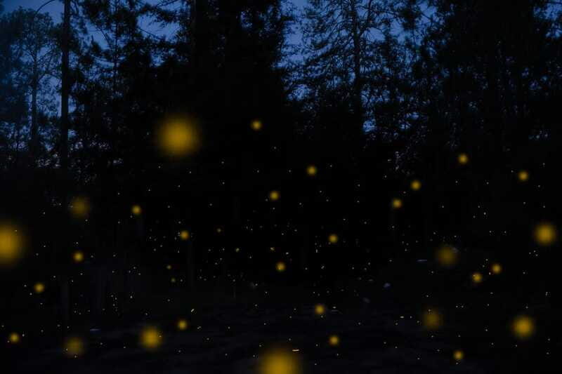 One day tour from Mexico City to Firefly Sanctuary - The Experience: What Travelers Can Expect