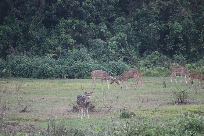 One Day Tour inside Chitwan National Park - Key Points