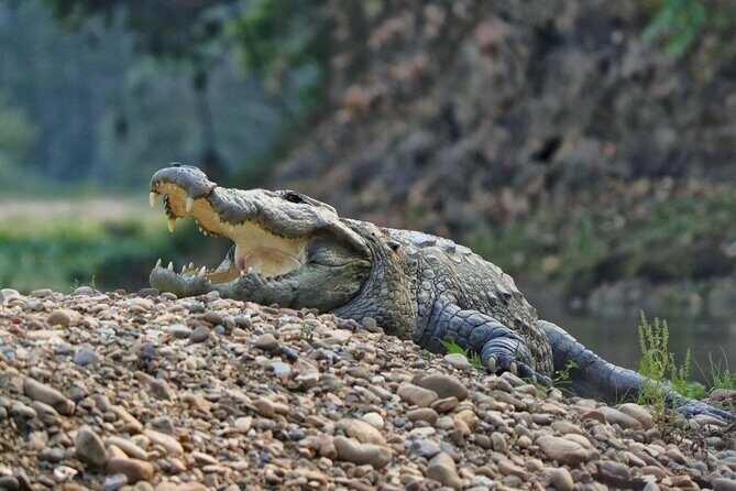 One Day Tour inside Chitwan National Park - FAQ