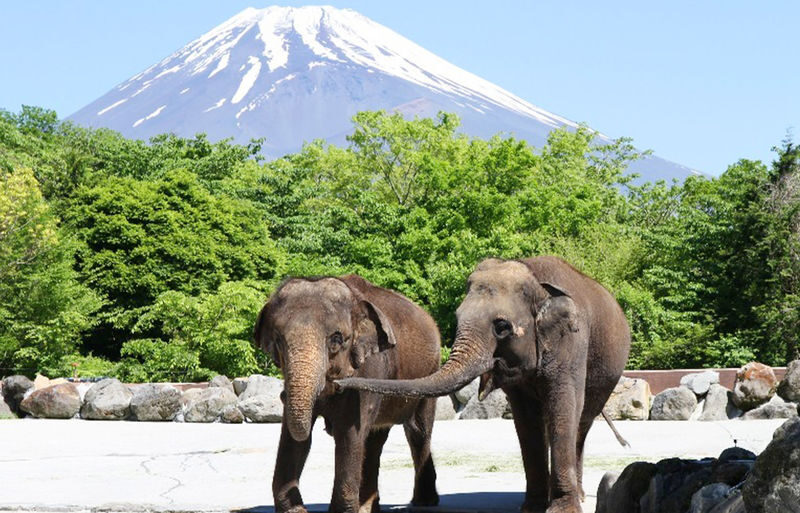One-day tour of Fuji Safari Park, Oshino Hakkai, and Oishi Park - At a glance