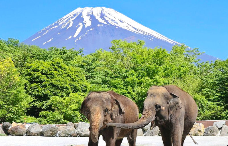 One-Day Tour of Fuji Safari Park, Oshino Hakkai, and Oishi Park - Should you book it?