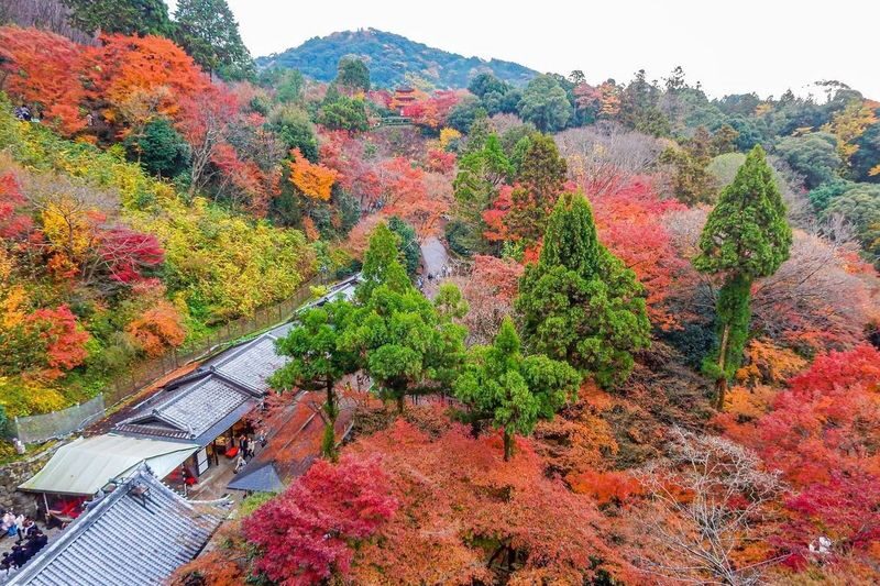 One-day tour of Kyotos Kinkaku-ji, Kiyomizu-dera, and Uji - Uji: river views, matcha and Byodo-in