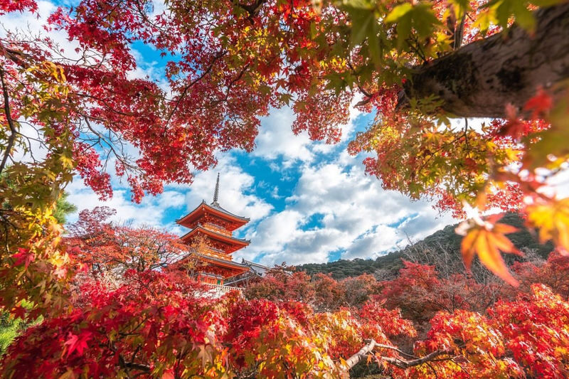 One-day tour of Kyotos Kinkaku-ji, Kiyomizu-dera, and Uji - What the guide does, and what you do yourself