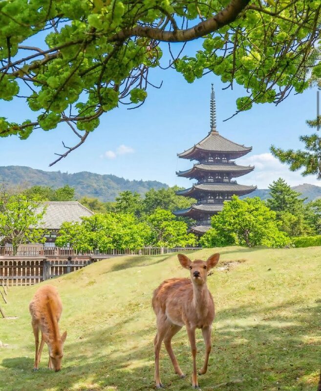 One-Day Tour of Three Ancient Capitals in Kansai, Japan: World Heritage Sites Todai-ji Temple & Byodo-in Temple & Fushimi Inari Shrines Thousand Torii Gates & Adorable Deer in Nara Park & Uji Matcha Gourmet Street (Departing from Osaka/Kyoto) - What the price includes, and what it does not