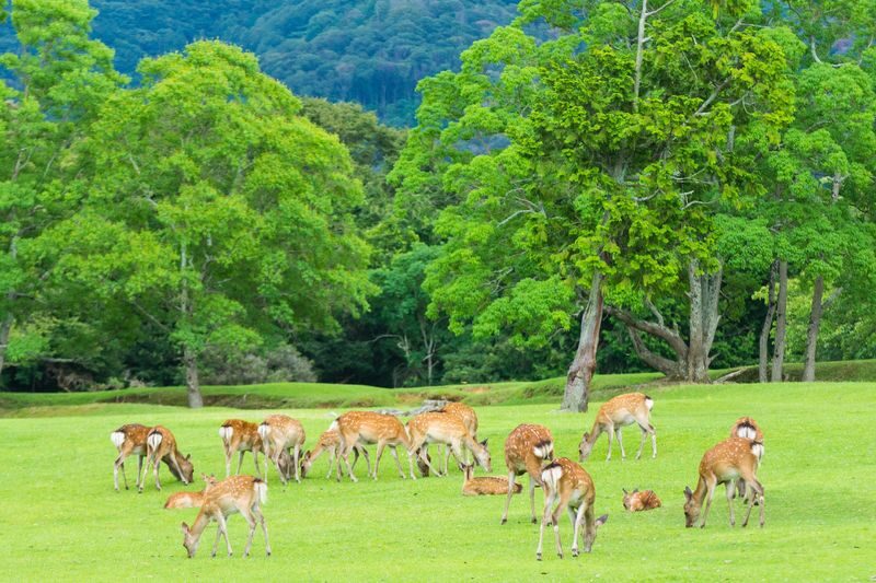 One-Day Tour of Three Ancient Capitals in Kansai, Japan: World Heritage Sites Todai-ji Temple & Byodo-in Temple & Fushimi Inari Shrines Thousand Torii Gates & Adorable Deer in Nara Park & Uji Matcha Gourmet Street (Departing from Osaka/Kyoto) - How to make the day work better