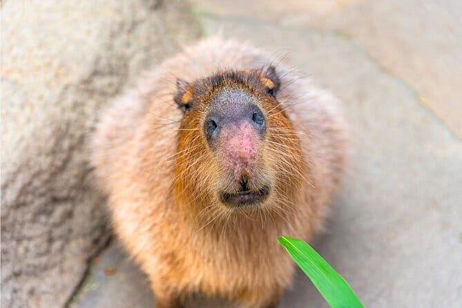 One Day Tour of Yilan, Zhang Mei Ama Farm - Key Points