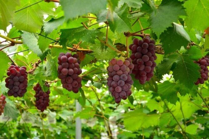 One Day Tour to Oishi Park and Fruit Picking in Mt. Fuji Tokyo - Authentic Experiences and Authenticity