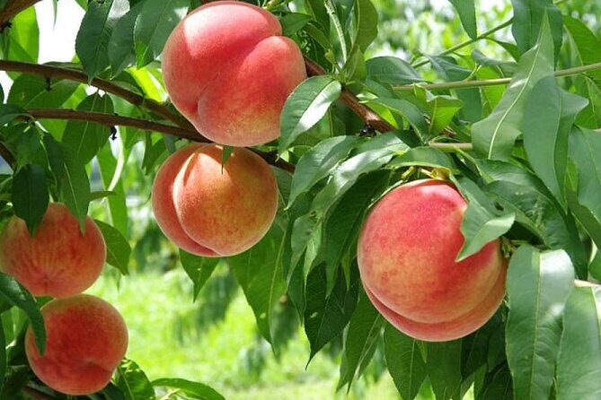 One Day Tour to Oishi Park and Fruit Picking in Mt. Fuji Tokyo - Final Thoughts: Who Will Love This Tour?