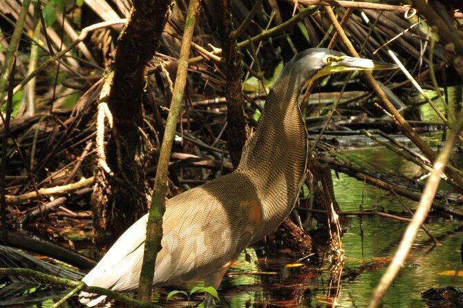 One Day Tour To Térraba-Sierpe Mangrove By Boat From Sierpe - A Detailed Look at the Térraba-Sierpe Mangrove Boat Tour