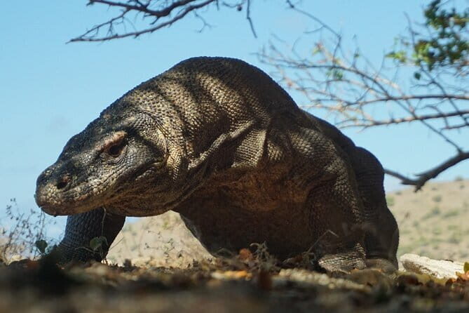 One Day Tours Komodo - Padar Island - Starting Early: The 5:00 am Pickup