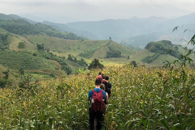 One Day Trekking Chiang Rai Jungle Adventure and Bamboo Cooking - A Detailed Look at the Chiang Rai Jungle Adventure