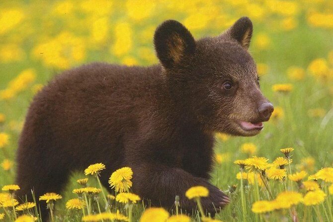 One day trip Bear Sanctuary Dracula Castel and Rasnov Fortress from Brasov - In-Depth Look at the Itinerary