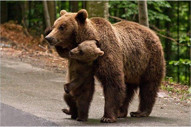 One day trip Bear Sanctuary Dracula Castel and Rasnov Fortress from Brasov - FAQ