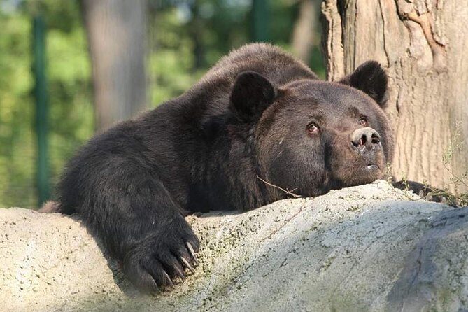 One day trip Bear Sanctuary, Dracula Castle, Rasnov Fortress from Brasov - Final Thoughts