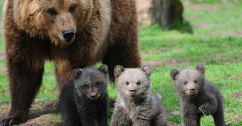 One day trip Bear Sanctuary, Dracula Castle - A Deep Dive into the Experience