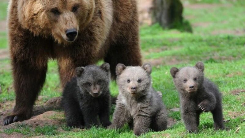 One day trip Bear Sanctuary, Dracula Castle - Final Thoughts: Is This Tour for You?
