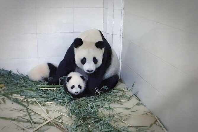 One Day Trip to Chengdu Panda Base and Leshan Buddha Tour - Authenticity and Personal Attention