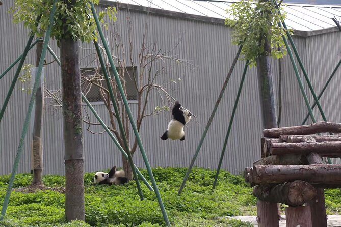 One Day Trip to Chengdu Panda Base and Leshan Buddha Tour - Who Is This Tour For?