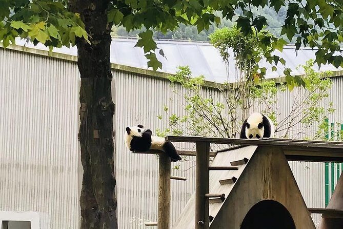 One Day Trip to Chengdu Panda Base and Leshan Buddha Tour - Final Thoughts