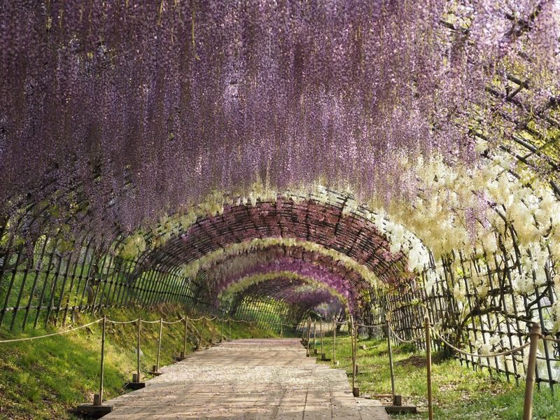One-Day Trip to Kitakyushu: Kawachi Wisteria Garden (Seasonal), Kokura Castle Garden, Uminonakamichi Seaside Park, Miyajidake Shrines Road of Light, and THE OUTLETS Kitakyushu | Departure from Fukuoka/Hakata - The day’s best features at a glance