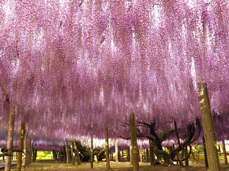 One-Day Trip to Kitakyushu: Kawachi Wisteria Garden (Seasonal), Kokura Castle Garden, Uminonakamichi Seaside Park, Miyajidake Shrines Road of Light, and THE OUTLETS Kitakyushu | Departure from Fukuoka/Hakata - A flower-filled day, with one important package detail