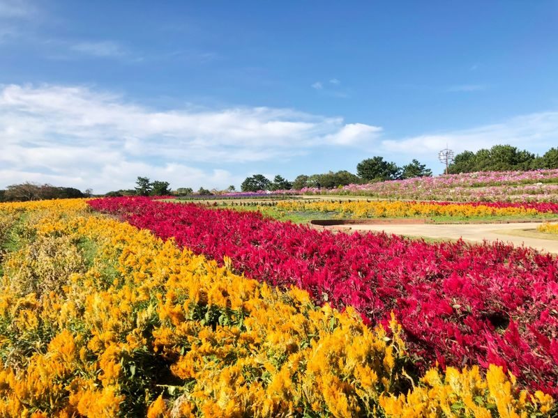 One-Day Trip to Kitakyushu: Kawachi Wisteria Garden (Seasonal), Kokura Castle Garden, Uminonakamichi Seaside Park, Miyajidake Shrines Road of Light, and THE OUTLETS Kitakyushu | Departure from Fukuoka/Hakata - Kokura Castle Garden: a slower hour in the middle of the day