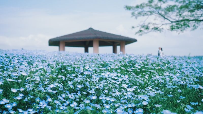 One-Day Trip to Kitakyushu: Kawachi Wisteria Garden (Seasonal), Kokura Castle Garden, Uminonakamichi Seaside Park, Miyajidake Shrines Road of Light, and THE OUTLETS Kitakyushu | Departure from Fukuoka/Hakata - Miyajidake Shrine and its famous Path of Light