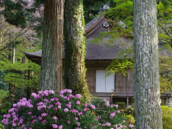 One-day trip to Kyotos Kifune Shrine, Arashiyama, and Sanzen-in Temple - The price, and what it covers