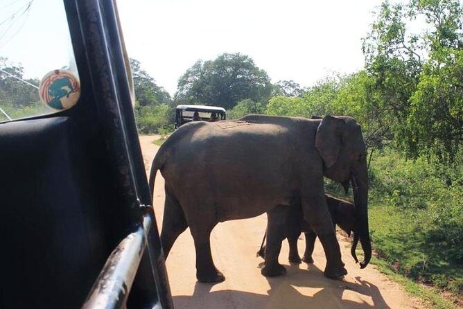One Day Udawalawe Safari from Galle/Mirissa/Unawatuna/Hikkaduwa - Who Will Love This Tour?