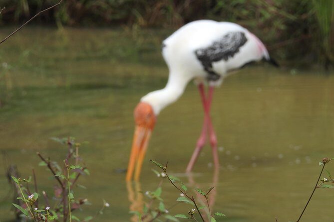 One Day Udawalawe Safari from Galle/Mirissa/Unawatuna/Hikkaduwa - FAQ