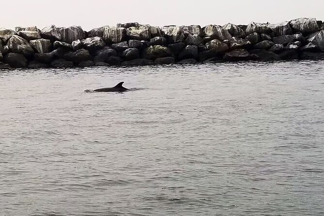 One Hour Cruise Around Marina del Rey - The Experience — Real Travelers’ Perspectives