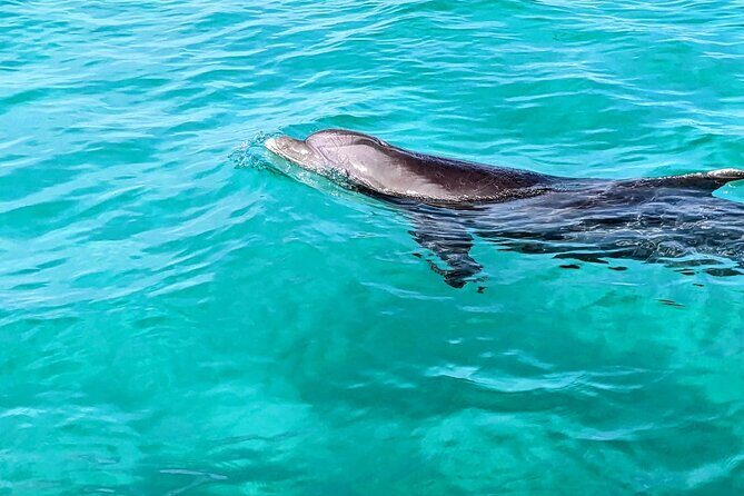 One Hour Harbor Shared Tour with Dolphin Watching - Key Points