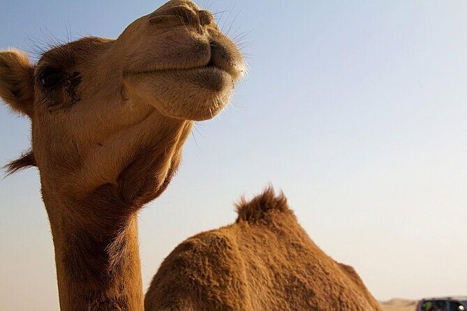 One Hump Camel Farm and Wine Tour - A Close Look at the Itinerary