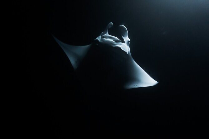 One Tank Manta Night Dive and Snorkel - Discover the One Tank Manta Night Dive and Snorkel Experience on the Big Island