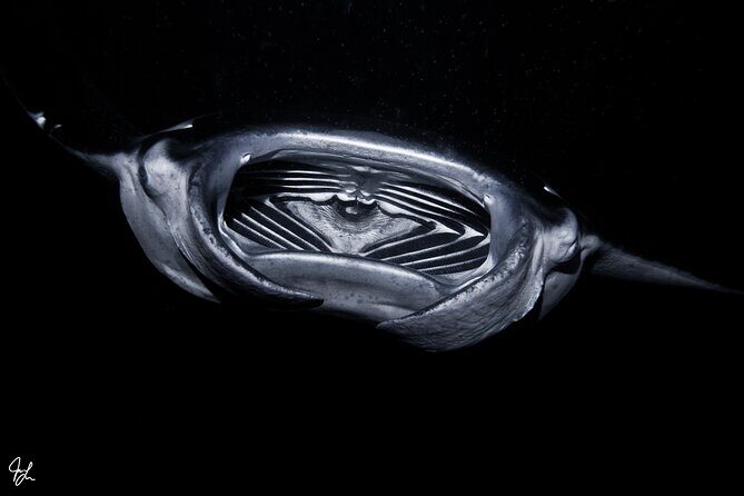 One Tank Manta Night Dive and Snorkel - The Sum Up